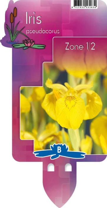 Iris pseudacorus P9 - Image 3