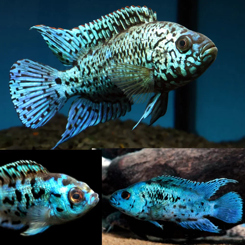 Electric Blue Jack Dempsey Medium - Image 2