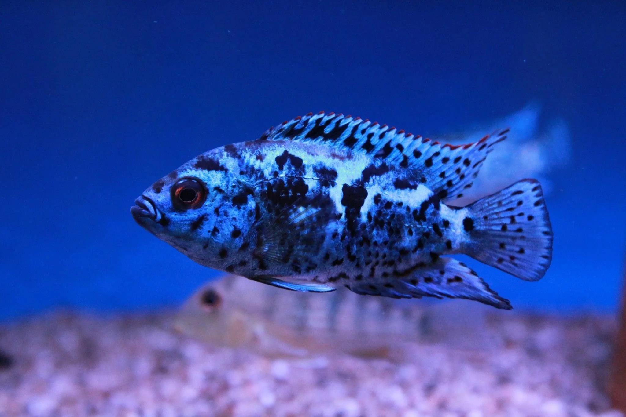 Electric Blue Jack Dempsey Medium - Image 3
