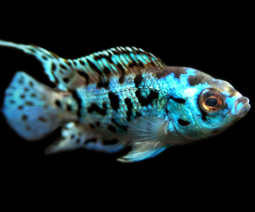 Electric Blue Jack Dempsey Medium - Image 4