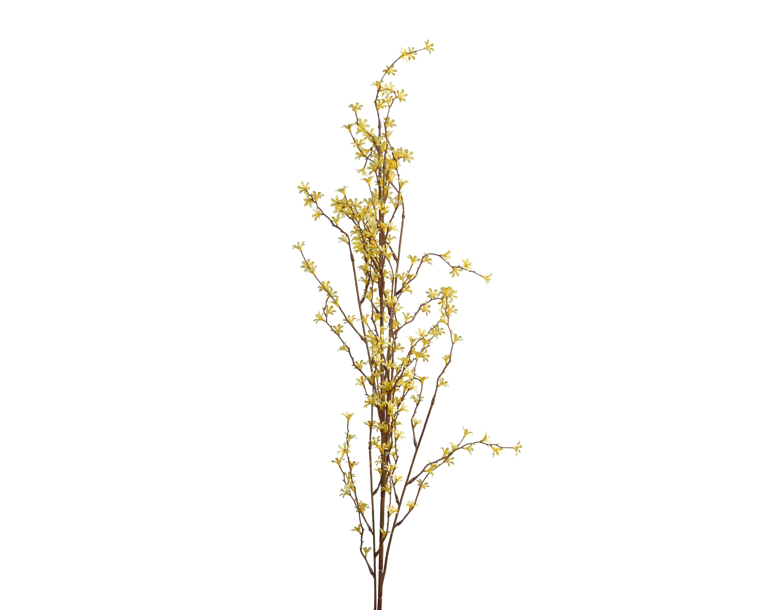 jasmine stem