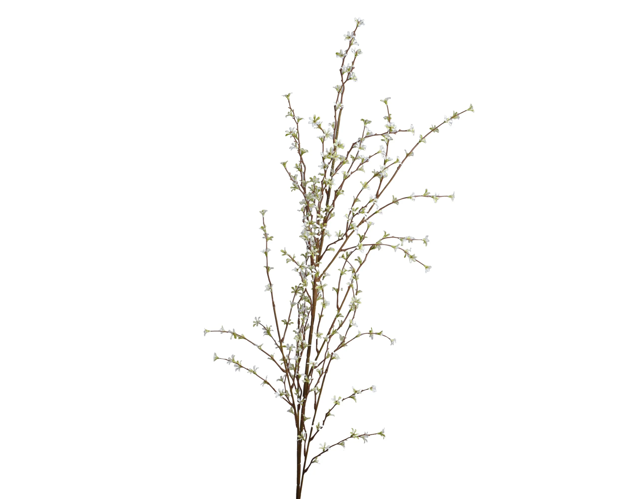 jasmine stem