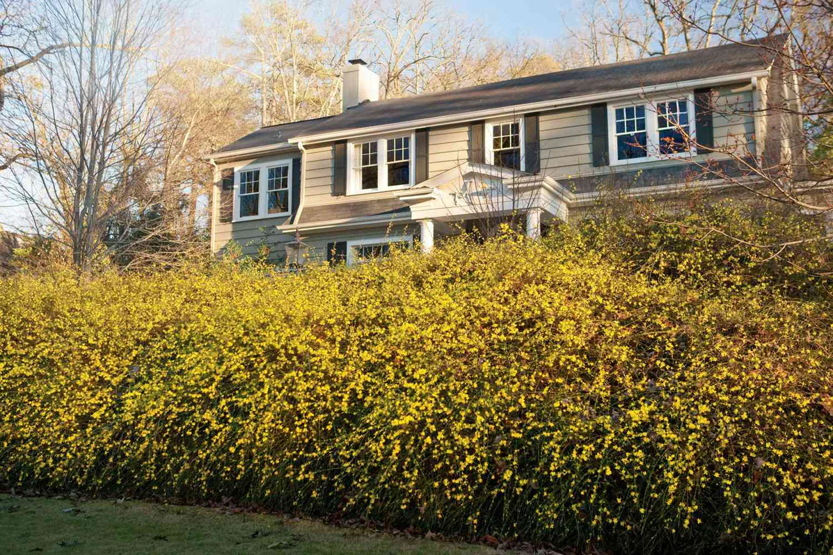Jasminum nudiflorum | Winter Jasmine (2.2 Litre) - Image 4