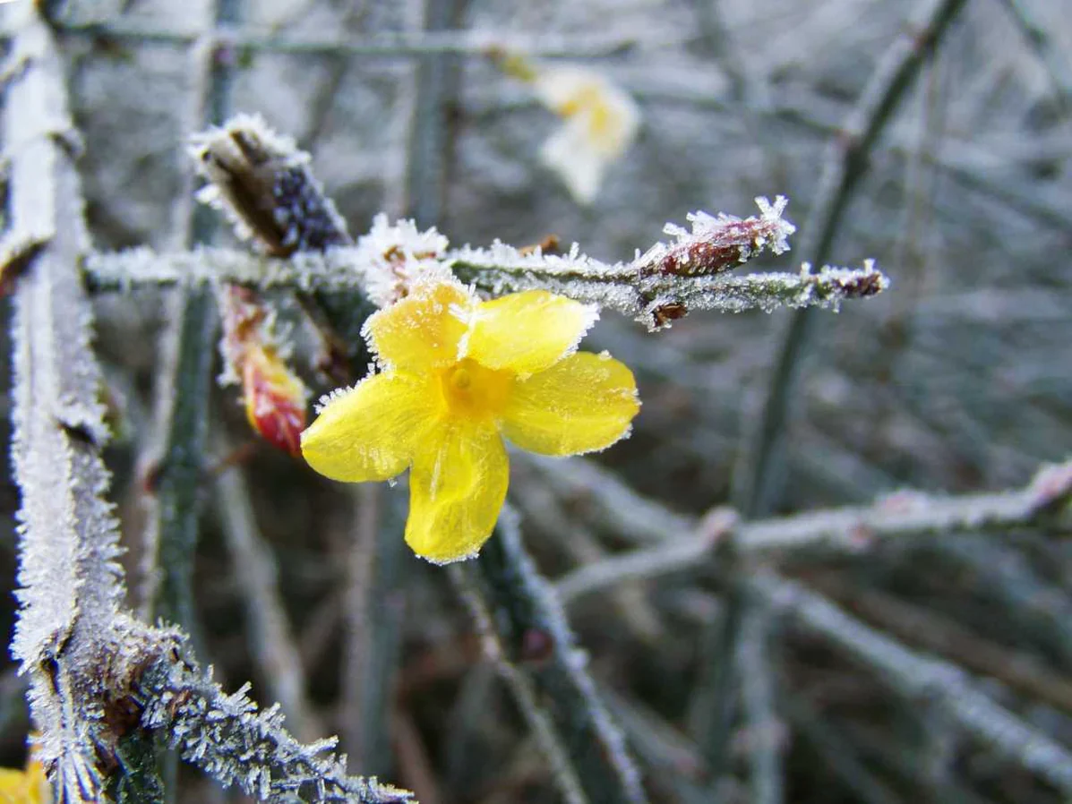 Jasminum nudiflorum | Winter Jasmine (2.2 Litre) - Image 5