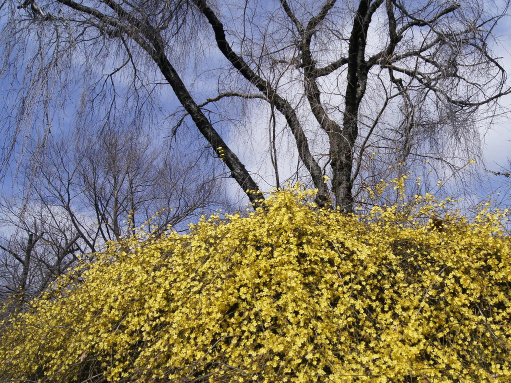 Jasminum nudiflorum | Winter Jasmine (2.2 Litre) - Image 6
