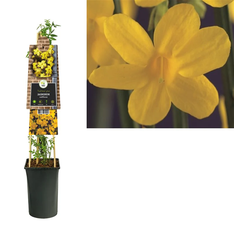 Jasminum nudiflorum | Winter Jasmine (2.2 Litre) - Image 8