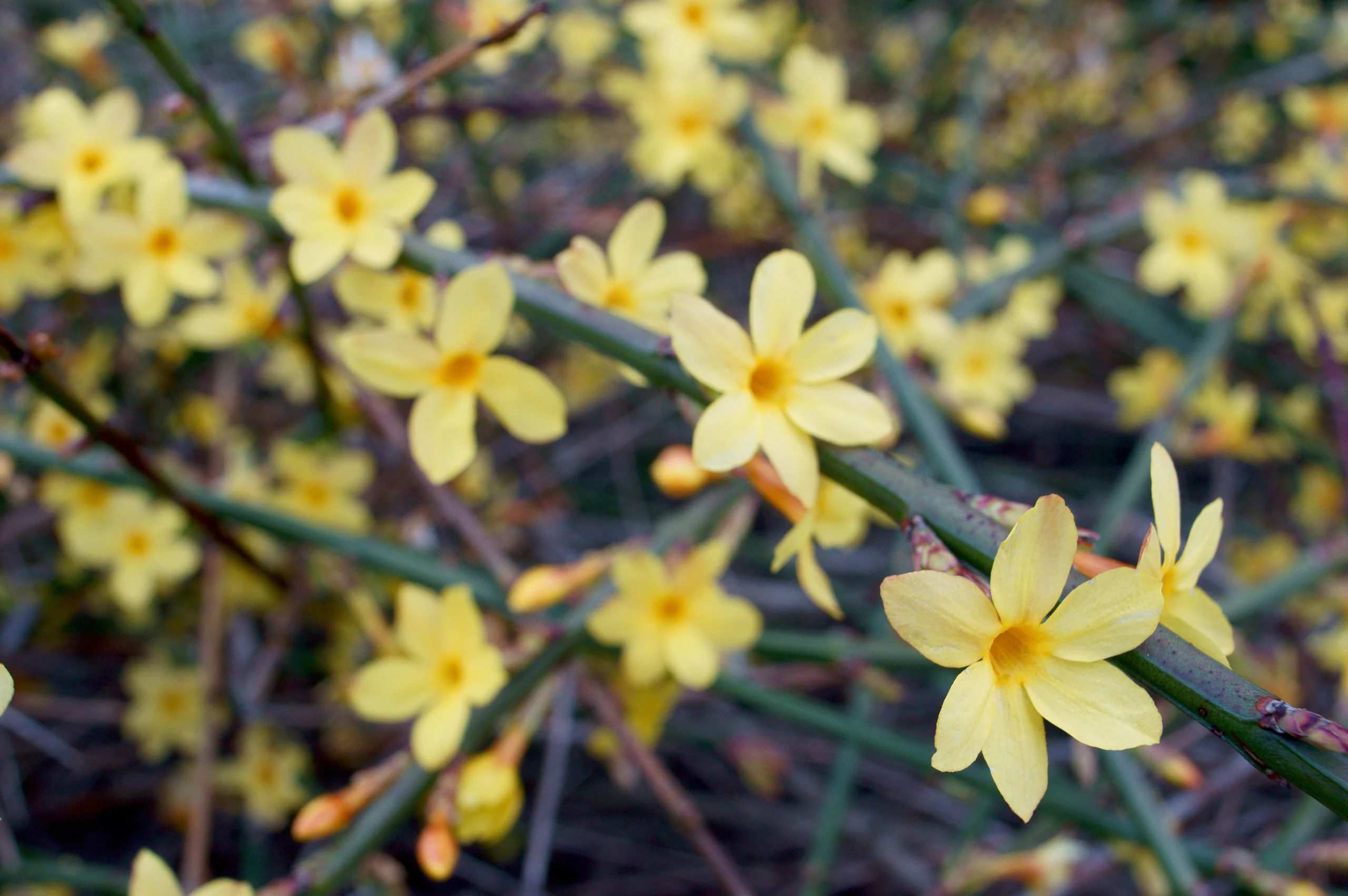 Jasminum nudiflorum | Winter Jasmine (2 Litre - 4 Canes) - Image 2