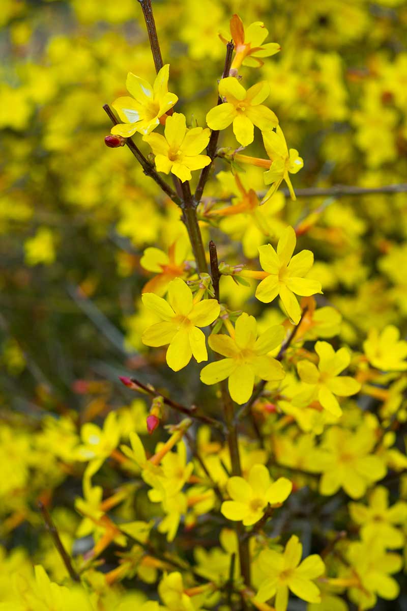 Jasminum nudiflorum | Winter Jasmine (2 Litre - 4 Canes) - Image 3