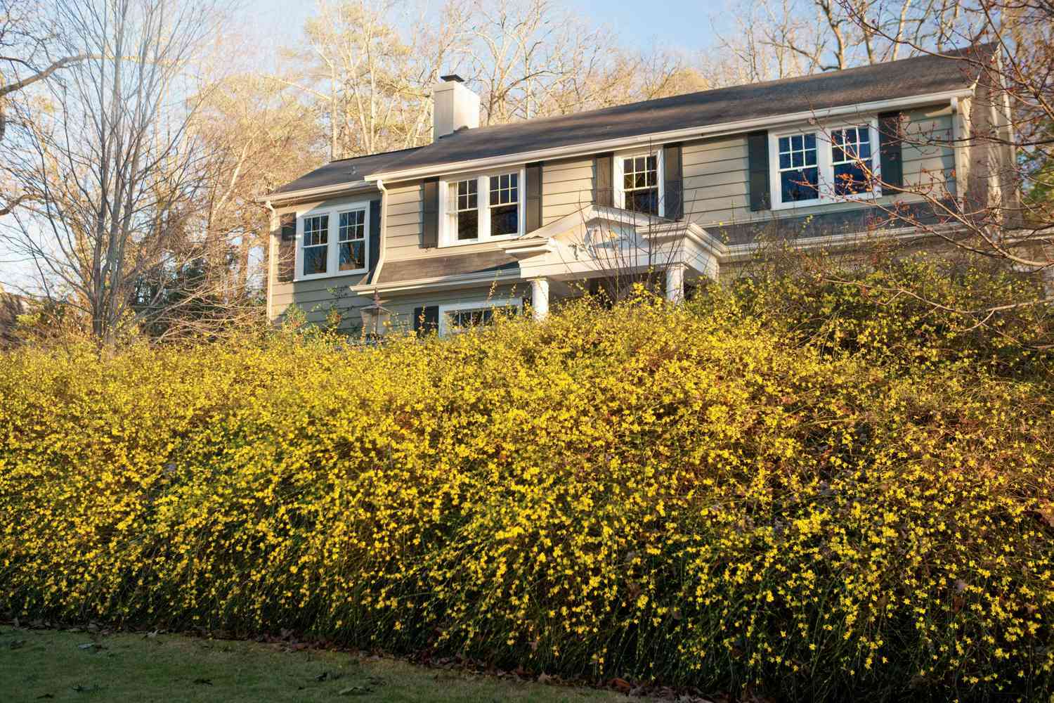 Jasminum nudiflorum | Winter Jasmine (2 Litre - 4 Canes) - Image 4