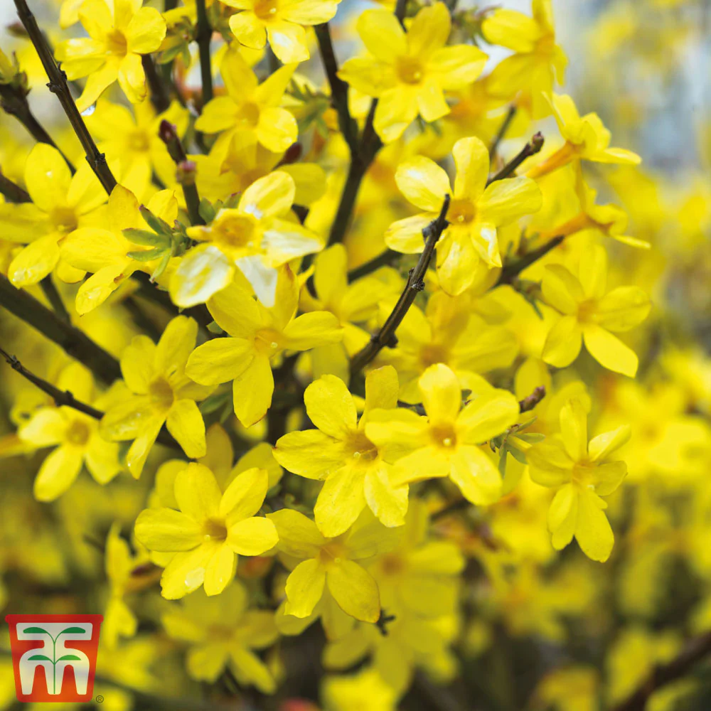 Jasminum nudiflorum | Winter Jasmine (2 Litre - 4 Canes) - Image 7