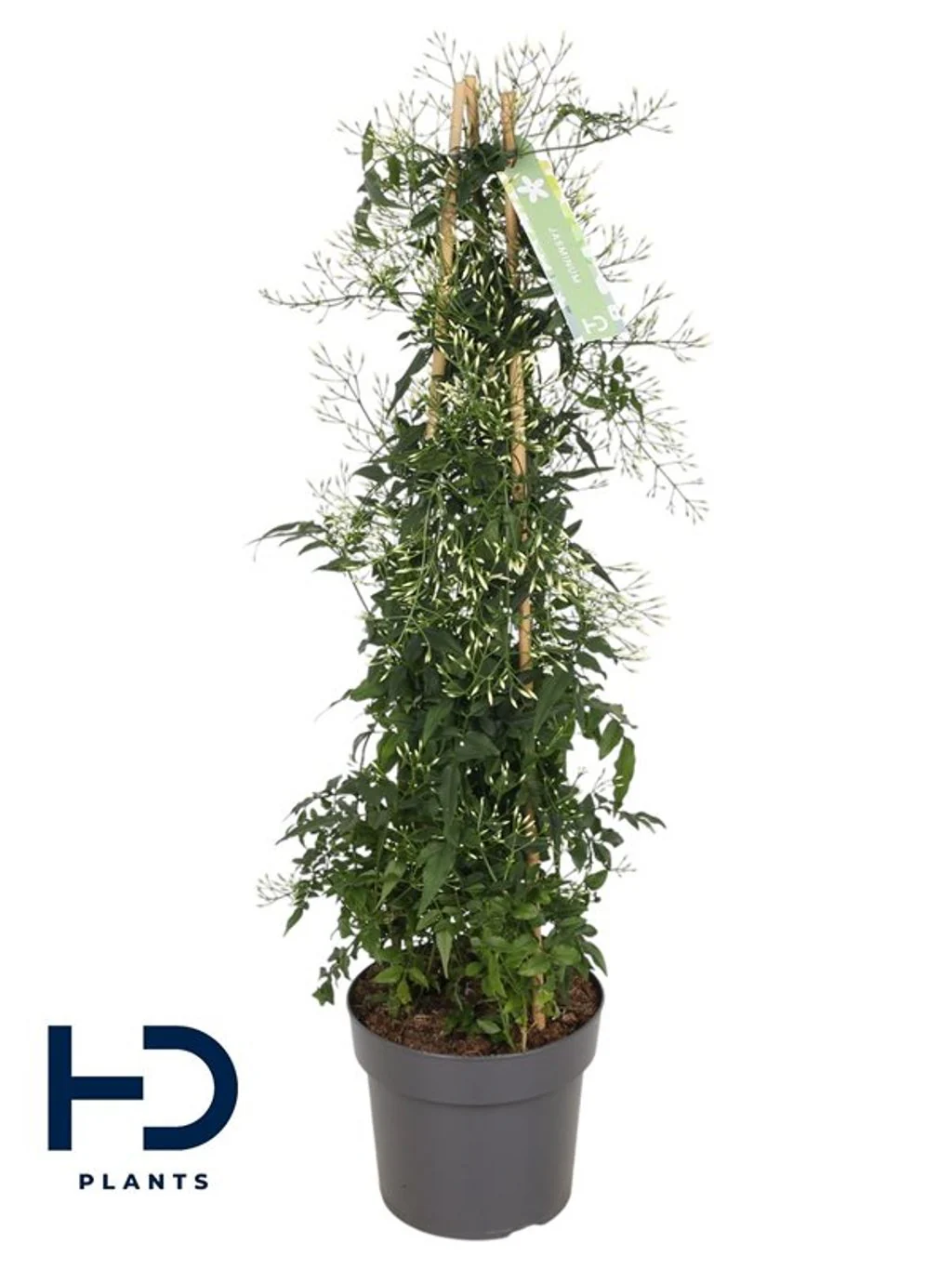Jasminum polyanthum P17 trellis (500 buds)