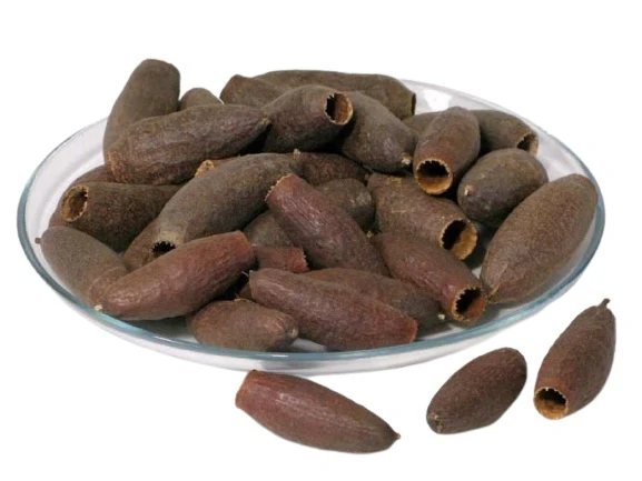 Jequitiba Seed pod (3pk)