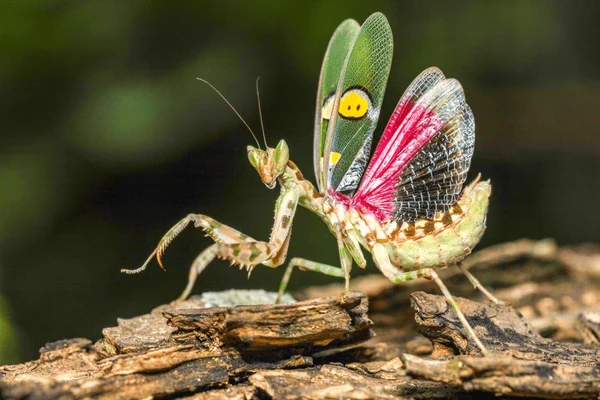 Jewel Flower Mantis