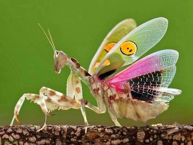 Jewel Flower Mantis - Image 2