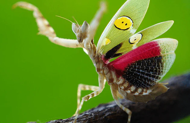 Jewel Flower Mantis - Image 3