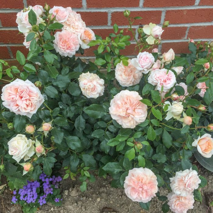 Joie De Vivre Floribunda Rose 3.5 Litre - Image 2
