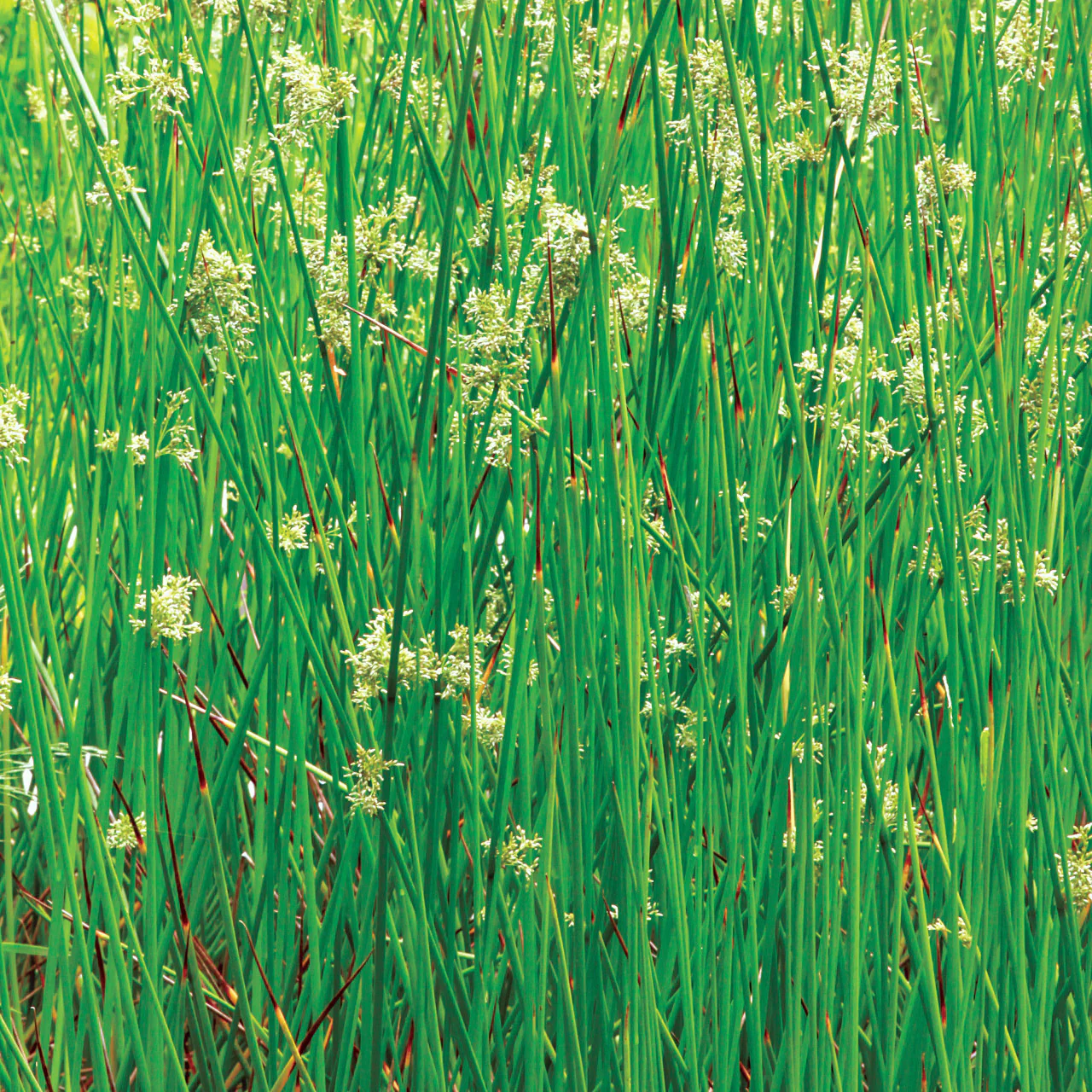 Juncus effusus P9 - Image 2
