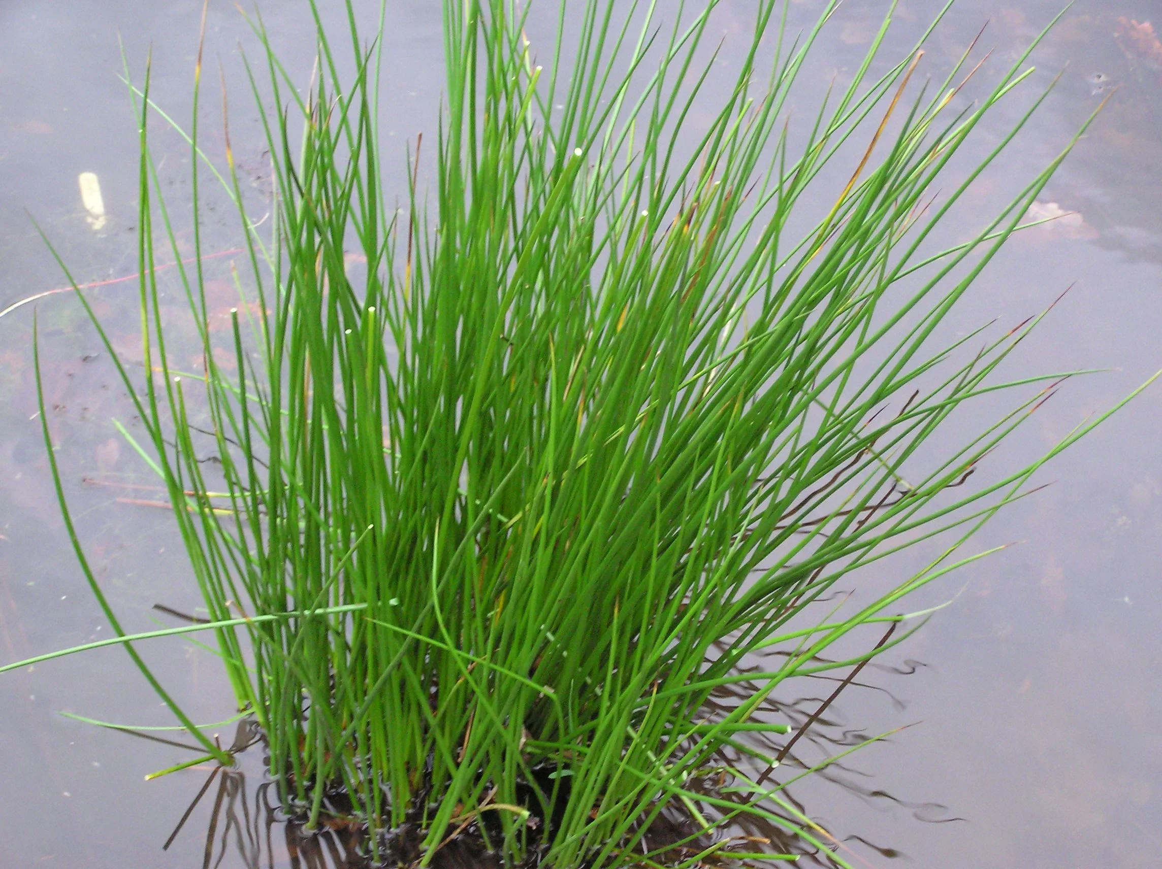 Juncus effusus P9 - Image 3