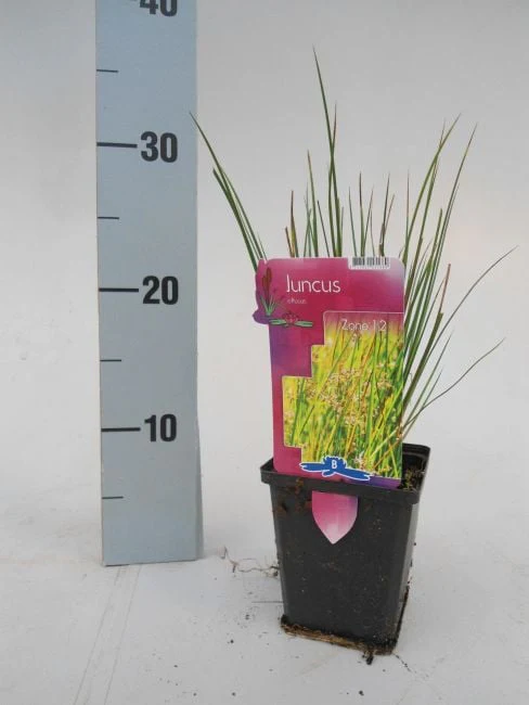 Juncus effusus P9 - Image 4