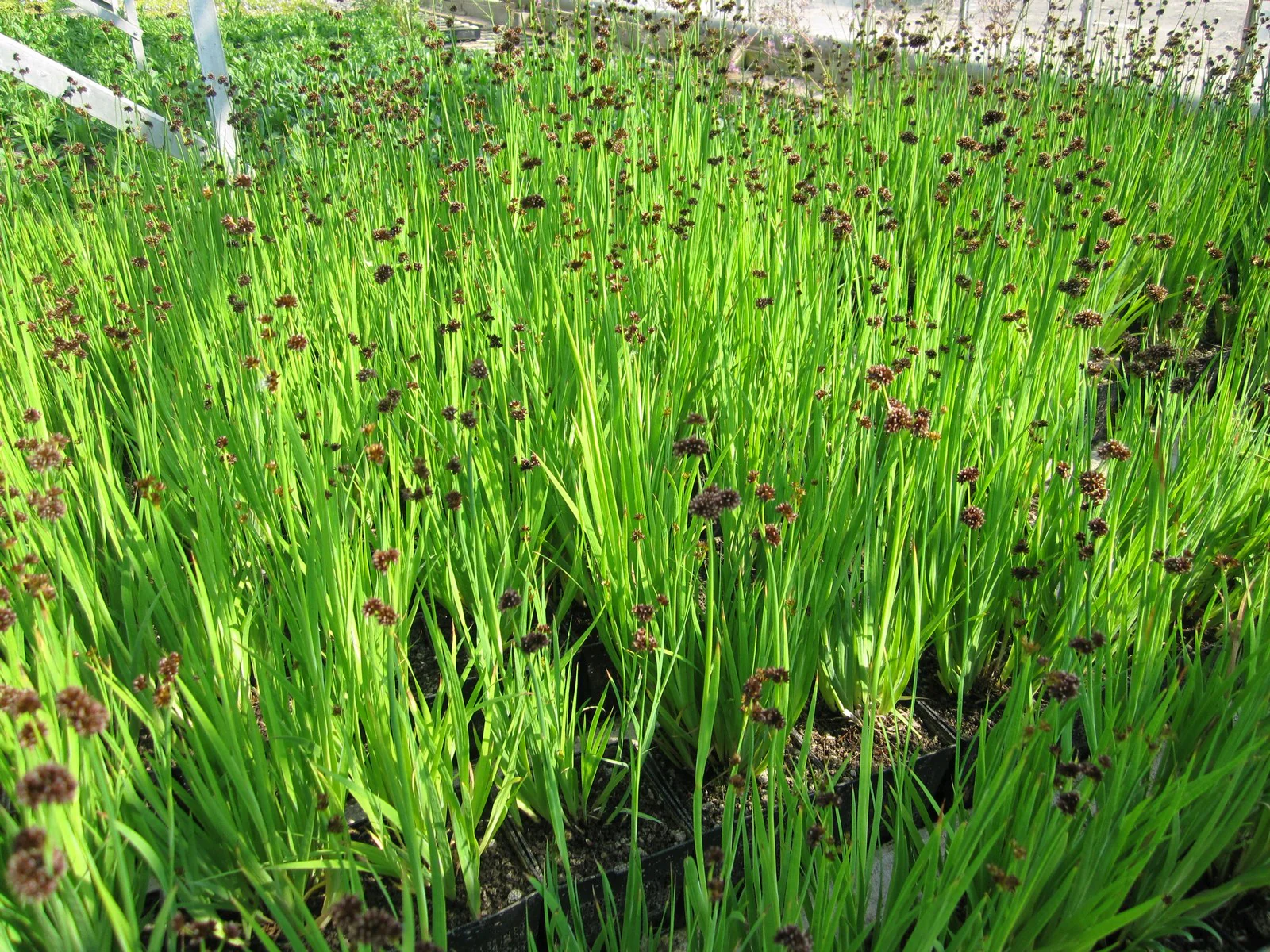 Juncus ensifolius P9 - Image 3
