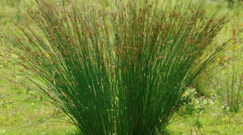 Juncus inflexus P9 - Image 2
