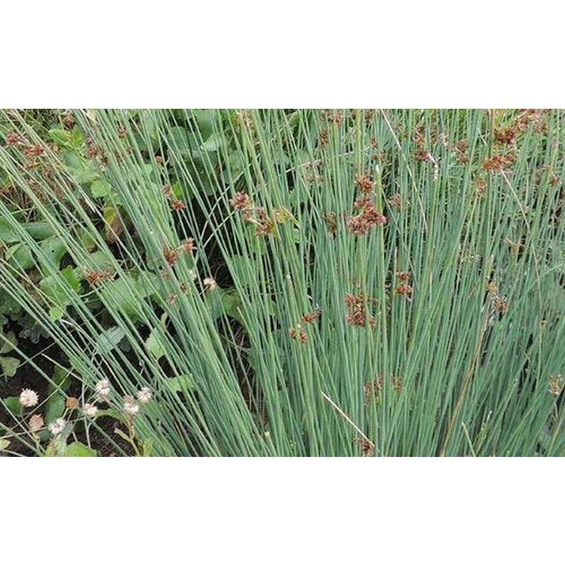 Juncus inflexus P9 - Image 3