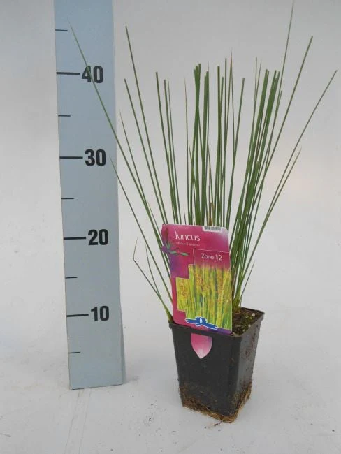 Juncus inflexus P9 - Image 4