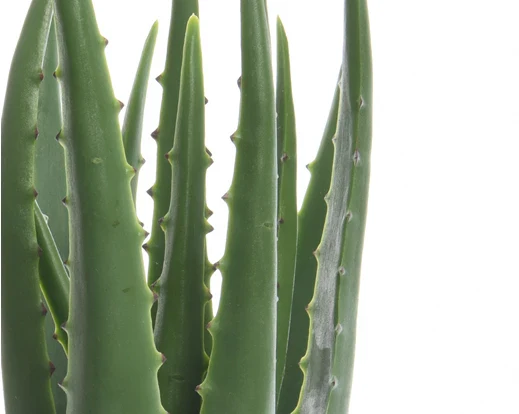 Artificial Aloe Vera in Pot (35cm) - Image 2