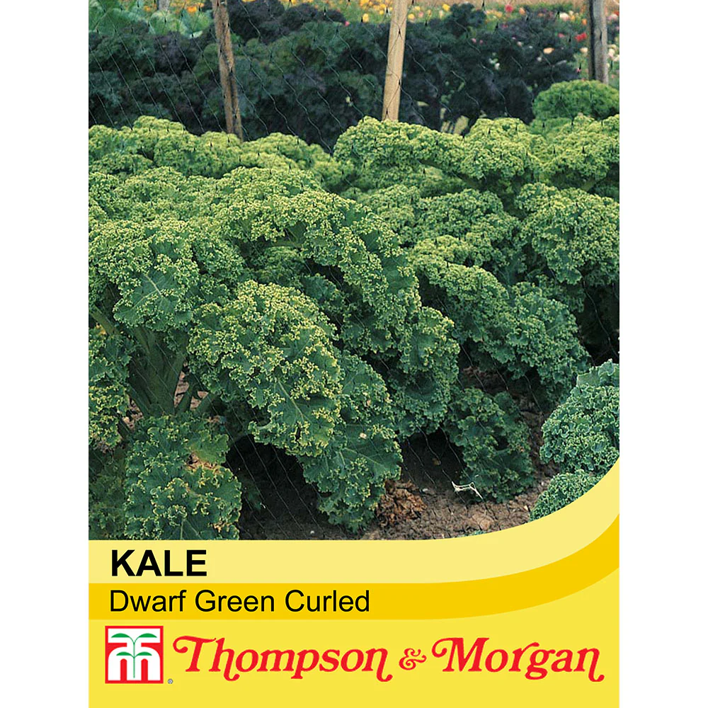 Kale 'Dwarf Green Curled'