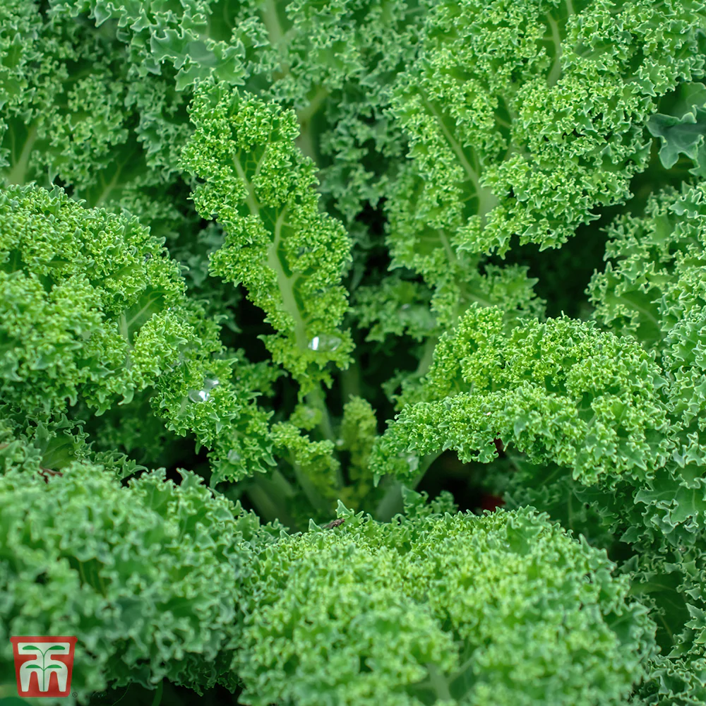 Kale 'Dwarf Green Curled' - Image 2