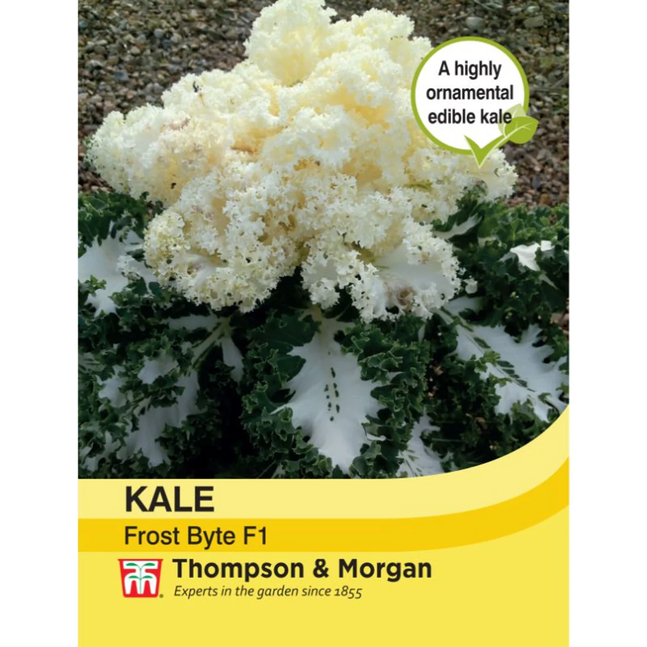 Kale 'Frost Byte' F1 Hybrid