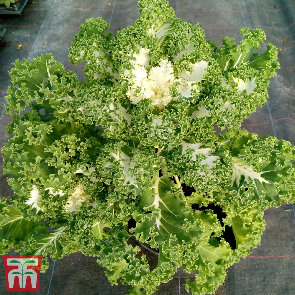 Kale 'Frost Byte' F1 Hybrid - Image 2