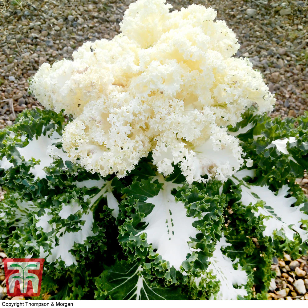 Kale 'Frost Byte' F1 Hybrid - Image 3