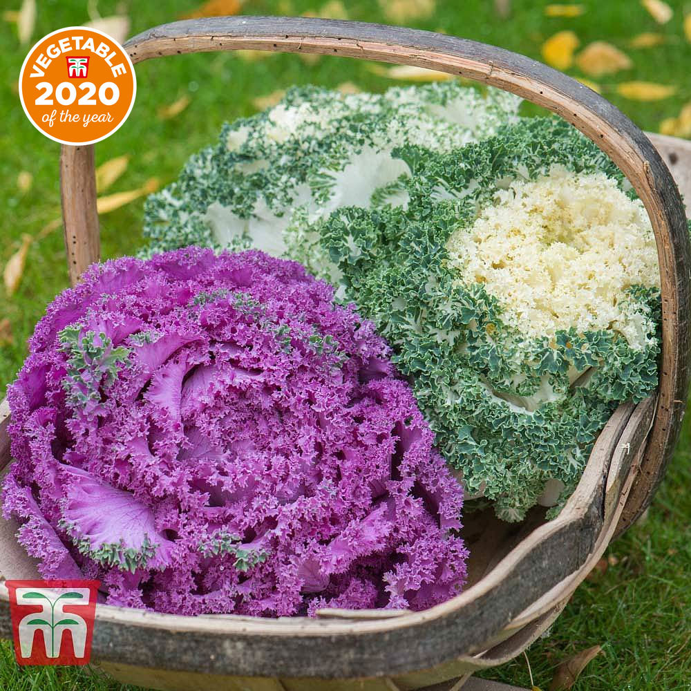 Kale 'Jardin Mixed' - Image 2