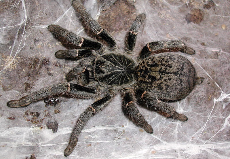 Kilimanjaro Mustard Baboon Tarantula (Pterinochilus murinus “Kilimanjaro Mustard”) - Image 2