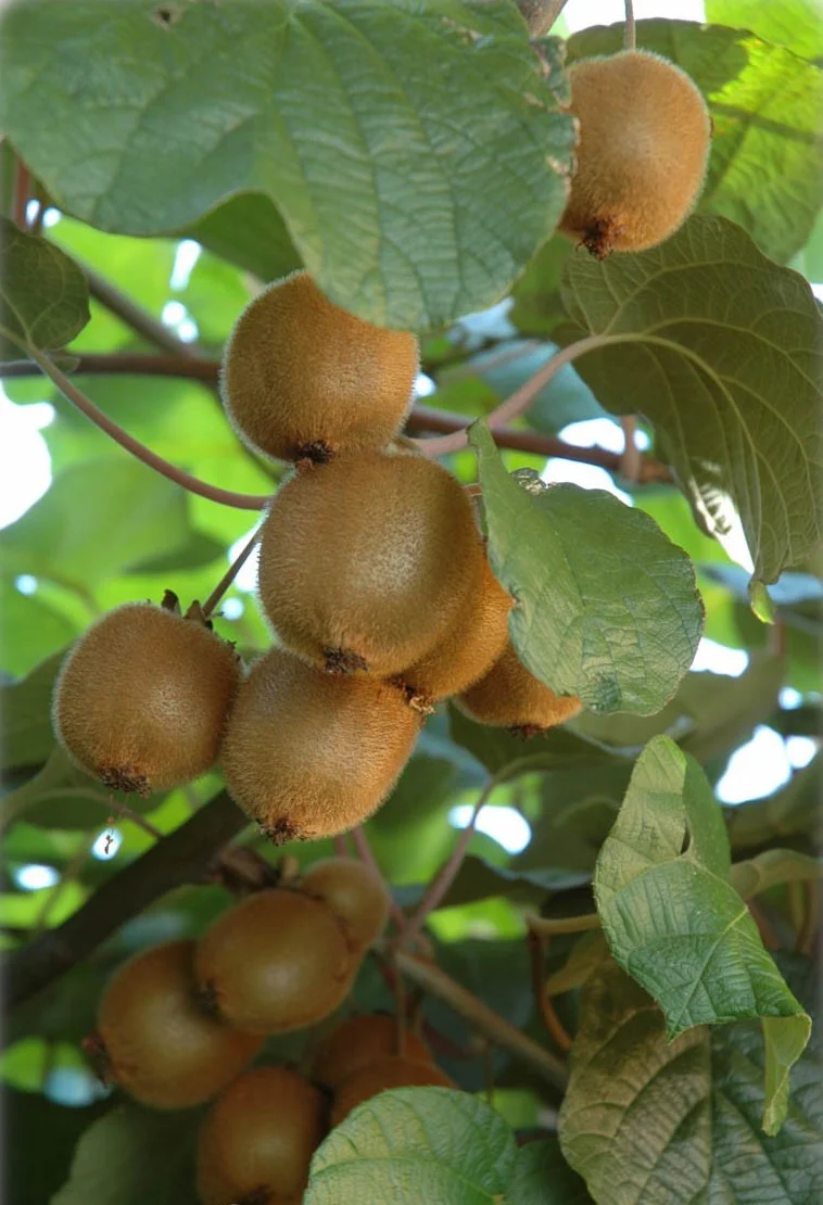 Actinidia Deliciosa 'Jenny' | Self Fertile Kiwi Fruit - Image 3
