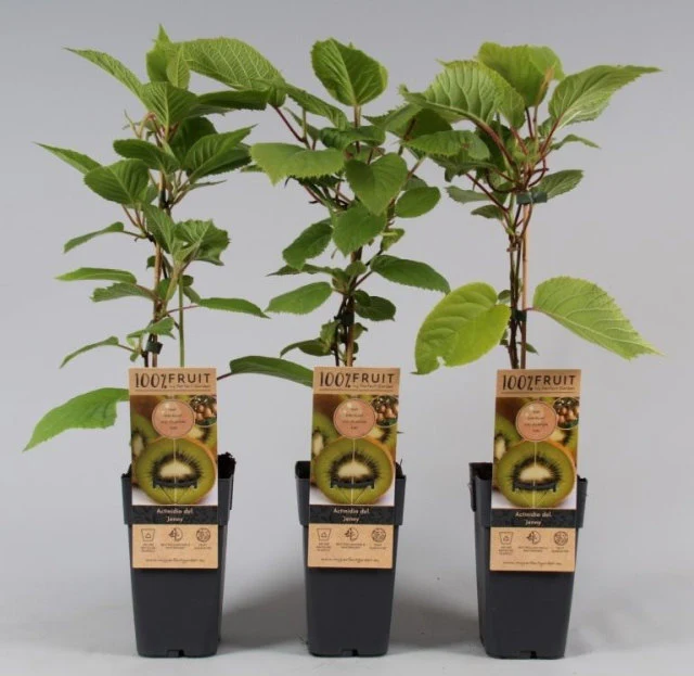 Actinidia Deliciosa 'Jenny' | Self Fertile Kiwi Fruit - Image 4