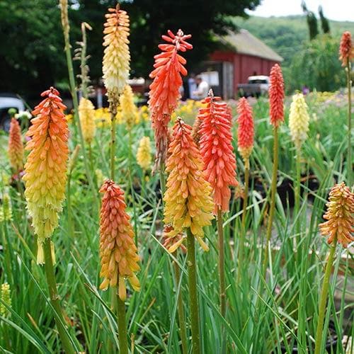 Kniphofia Flamenco 2L