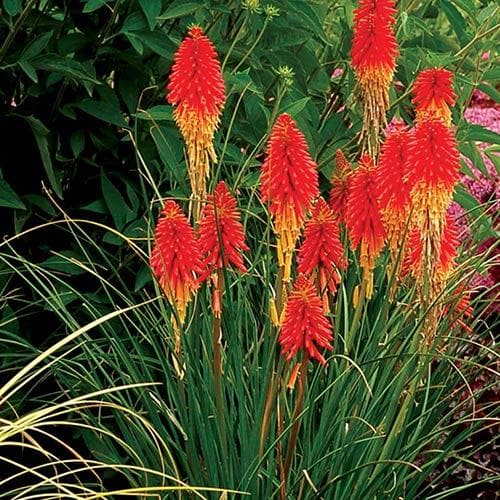 Kniphofia Papaya Popsicle 2L