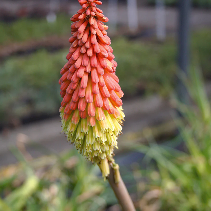 Kniphofia 'Royal Castle' 3 Litre - Image 3