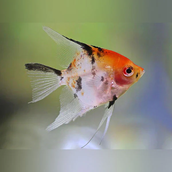 Koi Angel Sml - Image 3