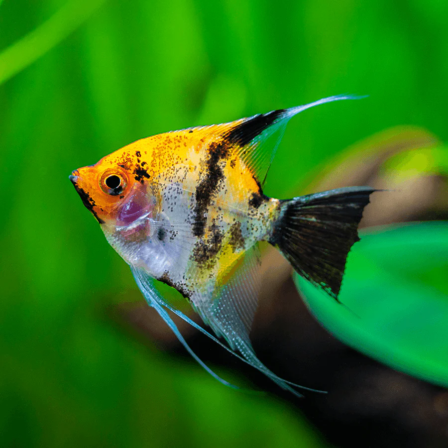 Koi Angel Sml - Image 4