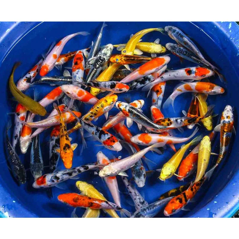 Koi Grade A 2-3"