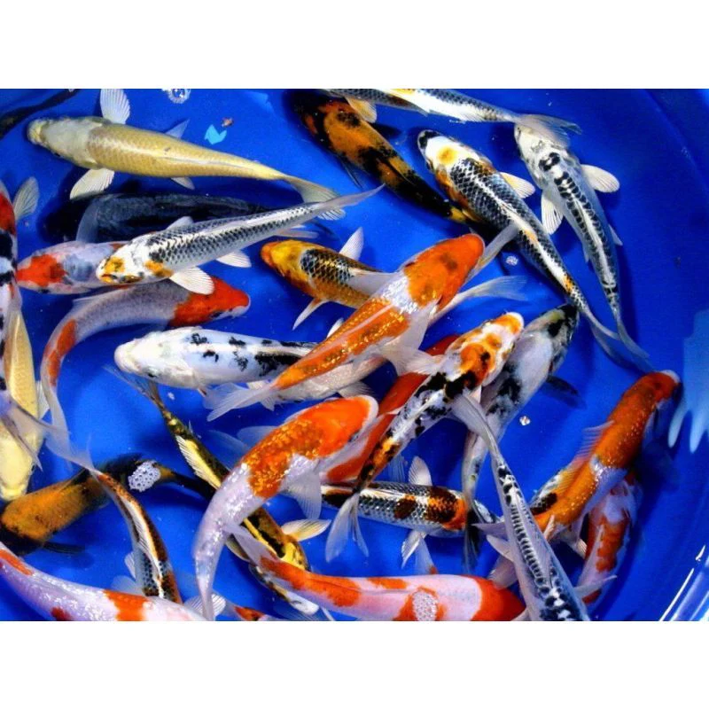 Koi Grade A 4-5" - Image 2