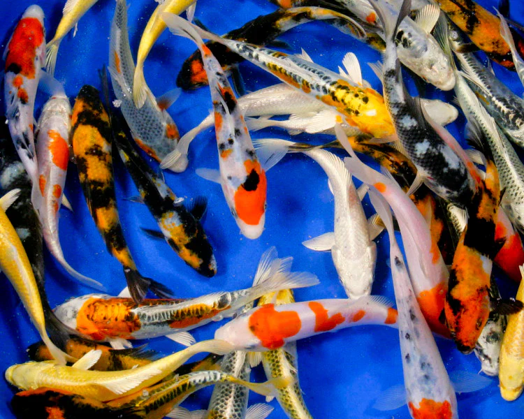 Koi Grade A 5-6"