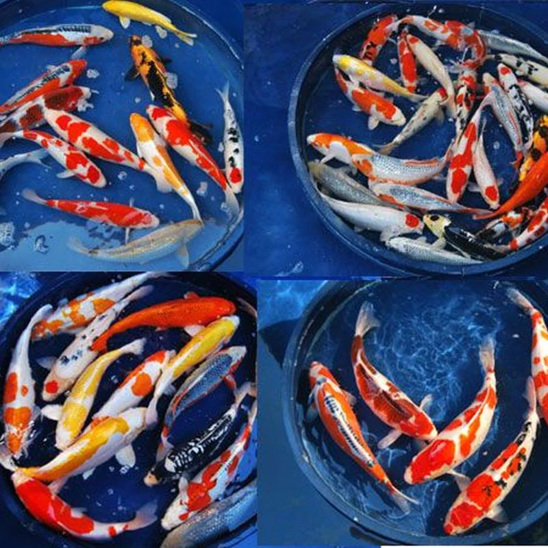 Koi Grade A 6-7"