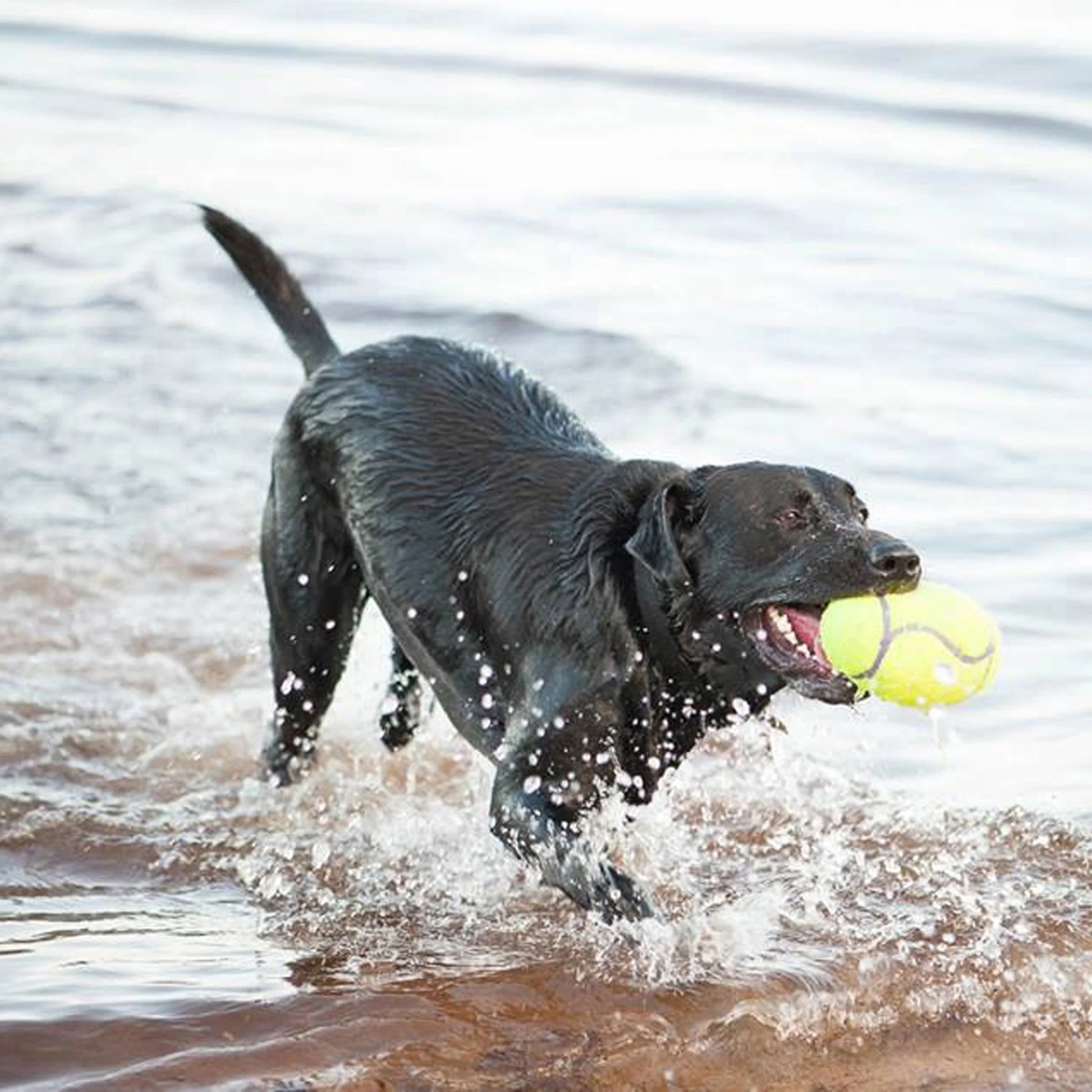 KONG AirDog Squeaker Football (Large) - Image 2