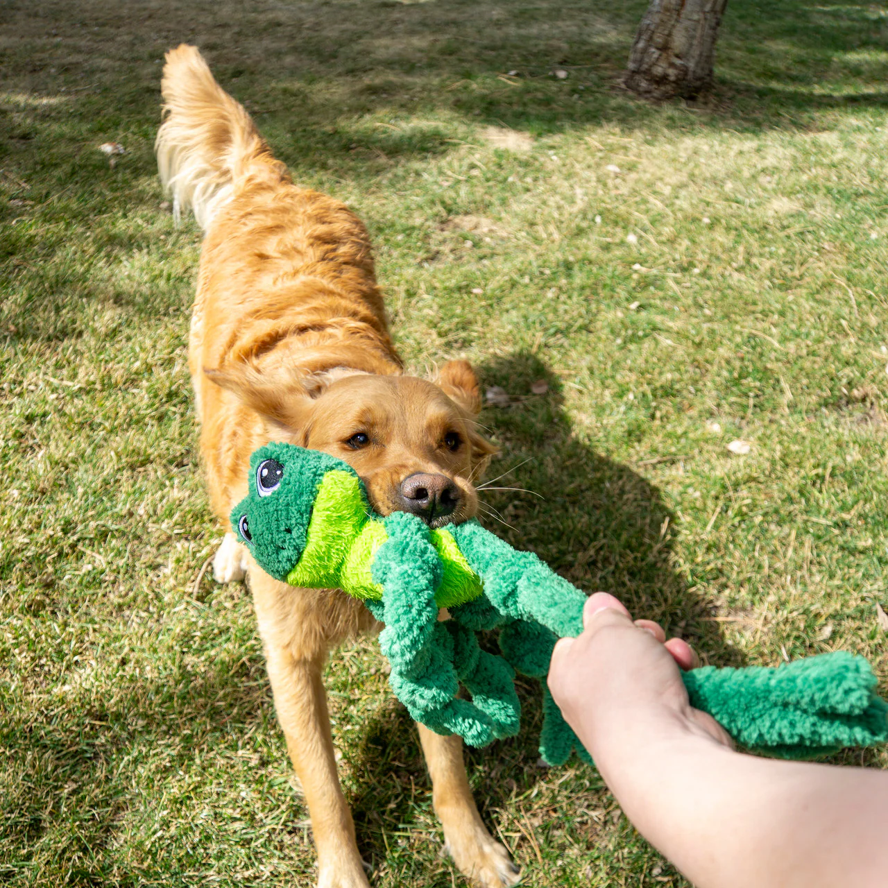 KONG Holiday Knots Frog Lg/XL - Image 4