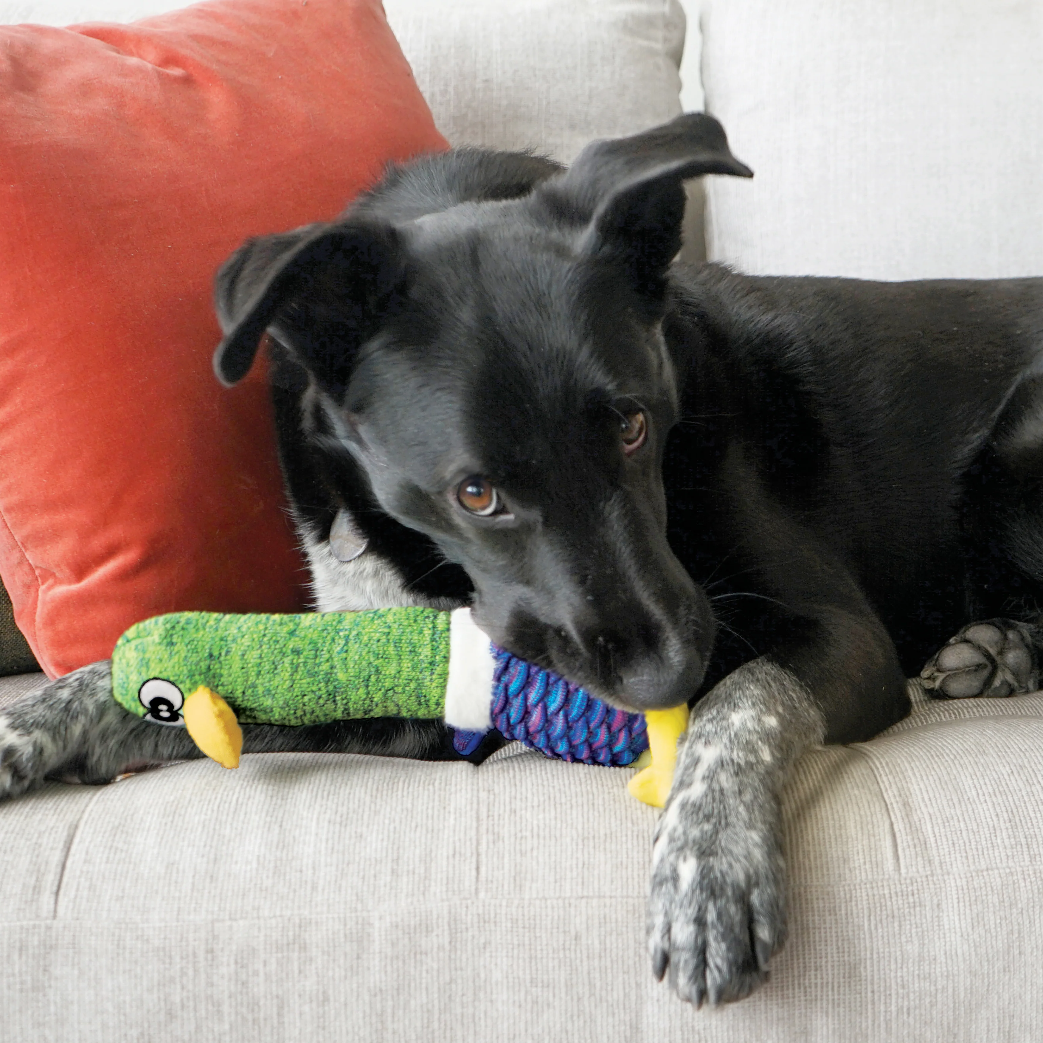 KONG Shakes Cuckoos Asst Dog Toy (Medium) - Image 2
