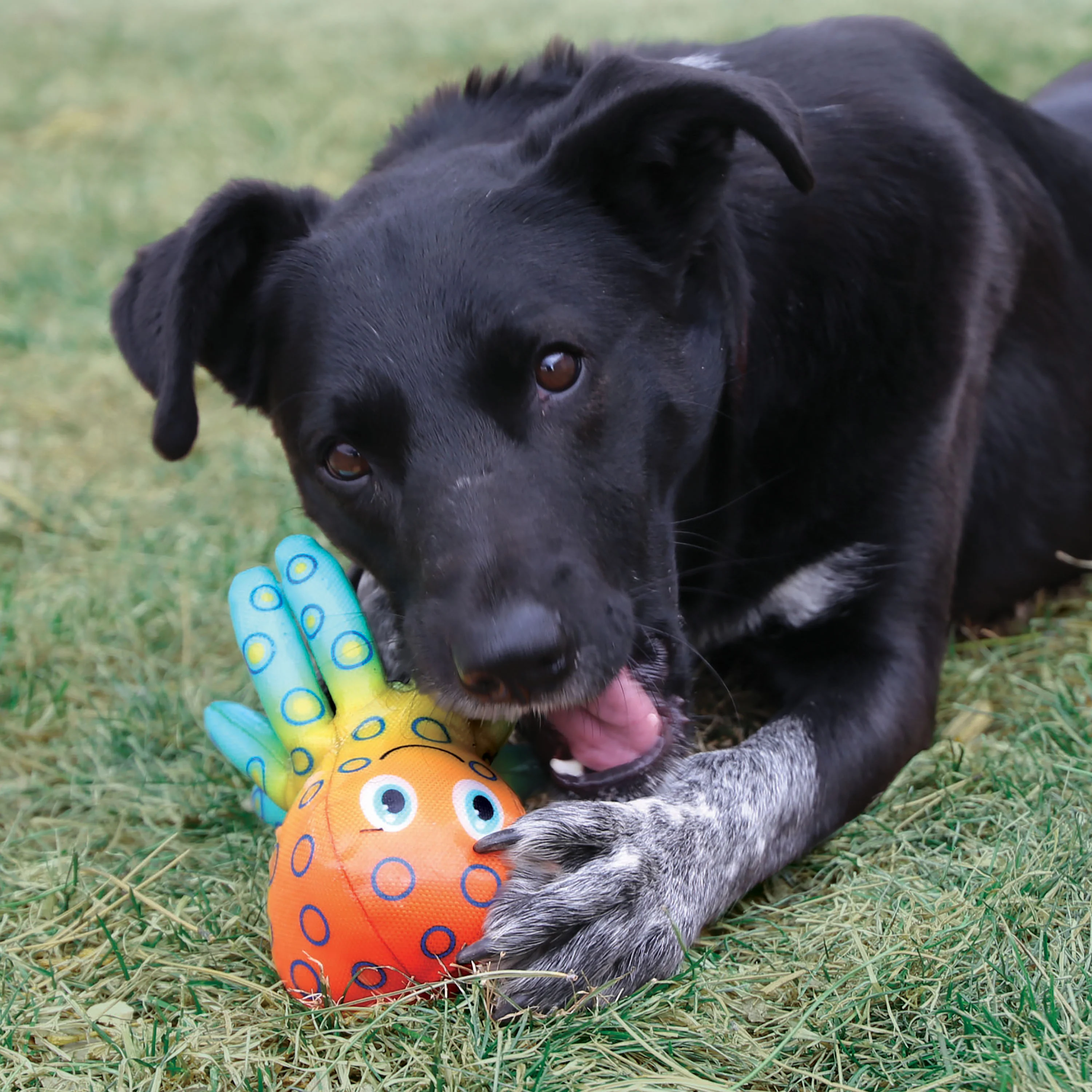 KONG Shieldz Frog Dog Toy - Image 2
